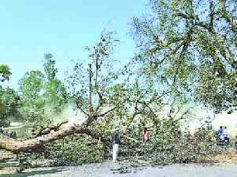 Traffic was affected by falling tree